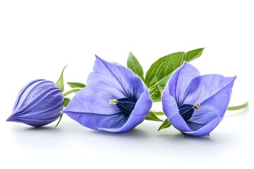 Poster - a group of purple flowers

