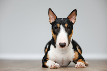 Poster - tricolor bull terrier dog lying on the floor indoors