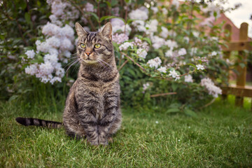 cute tabby cat sitting on green grass in summer garden and looking curiously to the left. outside in