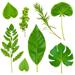 Wall Mural - vibrant green leaf collection: a diverse array of lush green leaves and stems, perfect for design pr