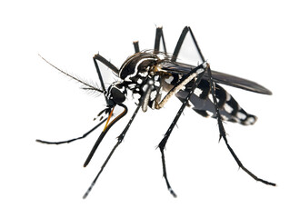 asian tiger mosquito isolated on white background