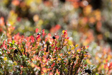 Blueberry bush with ripe berries close up