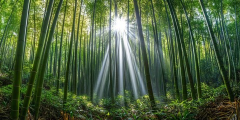 Wall Mural - sunlight beams through a lush bamboo forest, creating a mystical and serene atmosphere.