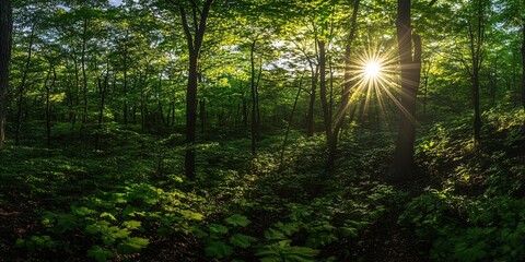 Wall Mural - sunlight streams through the dense canopy of a lush forest, illuminating the leafy undergrowth.