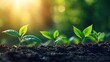 © Feeney - young plants growing in soil under sunlight symbolizing environmental health ,sustainable agriculture