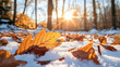 © linda_vostrovska - Colorful autumn leaves with first winter snow in the forest. Concept of winter coming and autumn leaving.