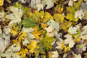 Fallen wet maple leaves