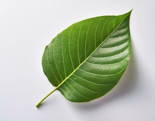 A close-up of fresh green leaves isolated on a white background, highlighting their natural beauty and vibrant color