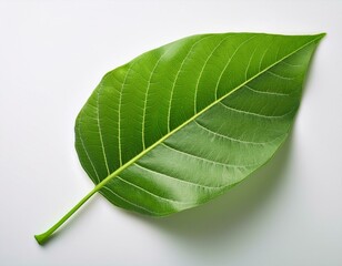 A close-up of fresh green leaves isolated on a white background, highlighting their natural beauty and vibrant color