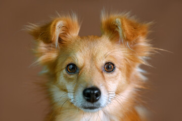 Small furry, beige-colored dog looking intently with ears pricked