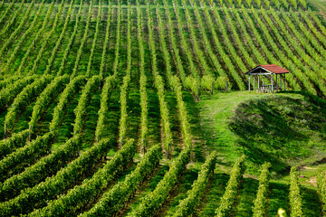 very beautiful vineyard with terraces in the republic of moldova.vineyard landscape with green rows 