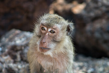 portrait of a macaque