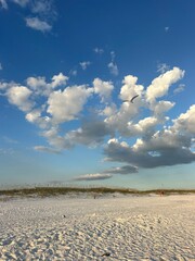 Henderson Beach State Park dunes with seagull flying 