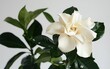 © BYAI - Elegant white gardenia blossom amidst lush green foliage in a softly lit indoor space