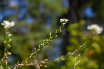 Wall Mural - Berteroa incana Alyssum incanum or Hoary alyssum. General view of a group of flowering plants in the wild