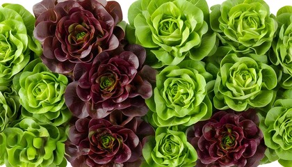 Poster - Vibrant arrangement of fresh Crisphead lettuce heads from a well-maintained garden, highlighting organic food and farm-to-table themes on a clean white background