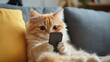 © 69 - Cute and funny cat holding a smartphone while lounging on the sofa, appearing to be using the device in a playful, humorous setting