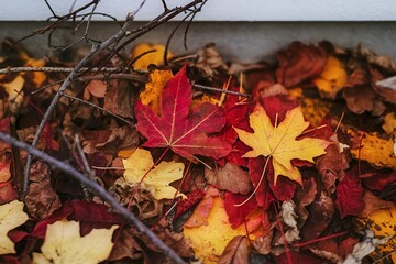 a white background with a pile of red and yellow dry autumn maple leaves and fall twigs