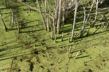 pond surface coated with duckweed and reed shoots or stalks with shadows