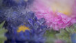 © Milou Dirks - abstract macro background of purple and pink autumn aster flowers frozen in water