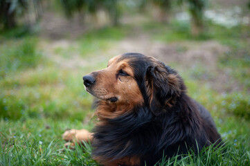 dog on grass