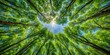 © VisualVault - A view looking upwards into a lush forest canopy with sunlight breaking through the leaves