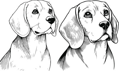 Wall Mural - line art beagle dog, Beagle line drawing, vector art, illustrations