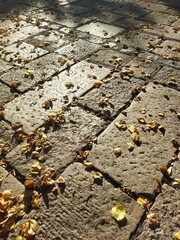 autumn leaves on the pavement, autumn background