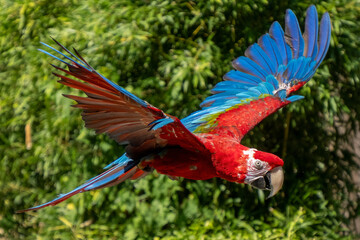 Ara Chloroptera colorful parrot flying