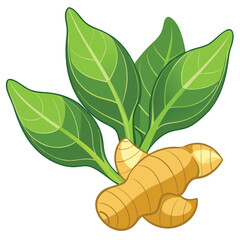 Ginger with ripe leaves vector illustration isolated on a white background