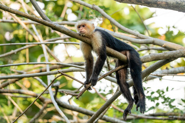 white face monkey ape in costa rica sneaky monkeys nature