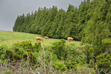 Cedar forest in Faial island Azores Portugal