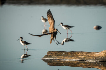 Wall Mural - American Whimbrel landing on piece of wood
