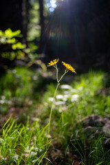 flowers in the forest