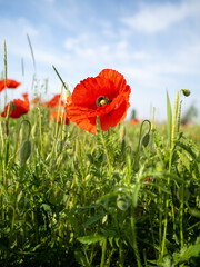 red poppy in the field