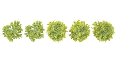 Set of Green gleditsia triacanthos tree isolated on transparent background from the top view