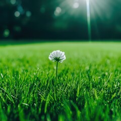 a single white flower is in the middle of a green field