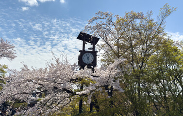  Outdoor clock and cherry blossoms in Kiyomizu dera temple, blue sky. Spring sakura season in Japan