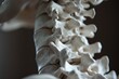 © SaroStock - A detailed view of a human vertebral column showcasing the intricate structure of the spine against a neutral background highlighting its curvature and distinct anatomy