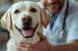 © James - Cropped portrait of male veterinarian stroking white Labrador dog at vet clinic, copy space, Generative AI