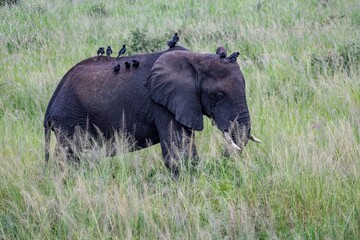 fork tailed drongo birds sitting on an old African Elephant walking through the savannah at Murchison falls national park in Uganda