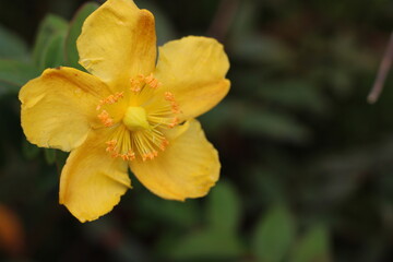 Sfiorire Dorato: Primo Piano di un Fiore Giallo