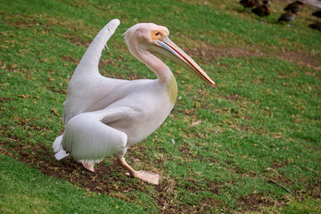 the white pelican (pelecanus onocrotalus) is a large water bird known for its striking white plumage