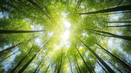 Wall Mural - Lush Green Forest Canopy Under Bright Sky