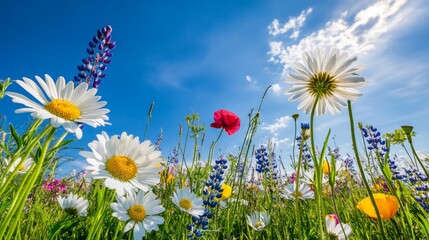 Poster - A Low Angle View of a Wildflower Field in Bloom