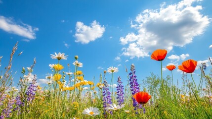 Poster - Vibrant Wildflowers Blooming Under a Sunny Sky