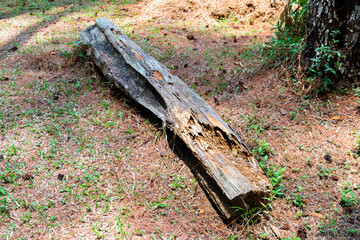 old tree log in the forest