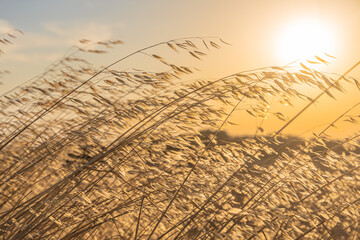 Beautiful horizontal texture of dry yellow and orange oats on the sunset background