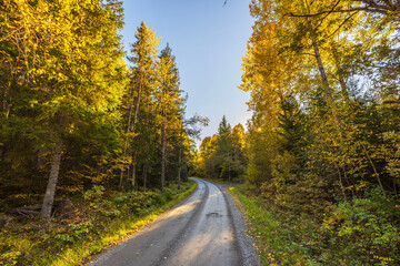 Wall Mural - Autumn forest road winding through trees with sunlight shining through branches under clear sky.