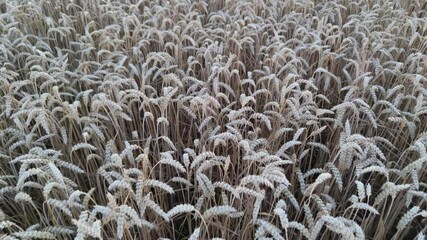 Wall Mural - Close up view of field of wheat. Views inside a wheat field. windy wheat field landscape in the summer season sun